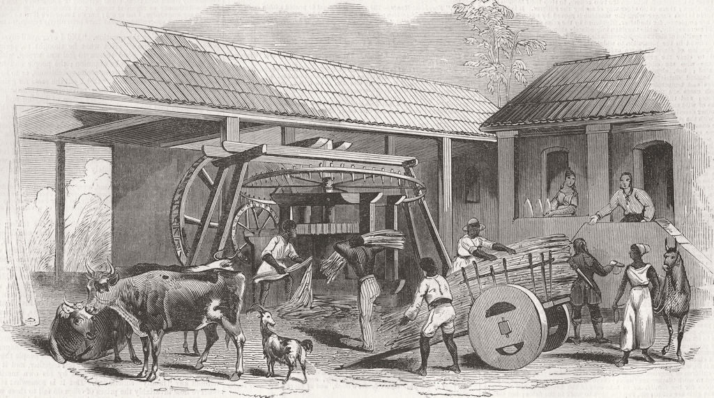 BRAZIL. Slavery in Brazil. Brazilian Sugar Mill 1845 old antique print picture